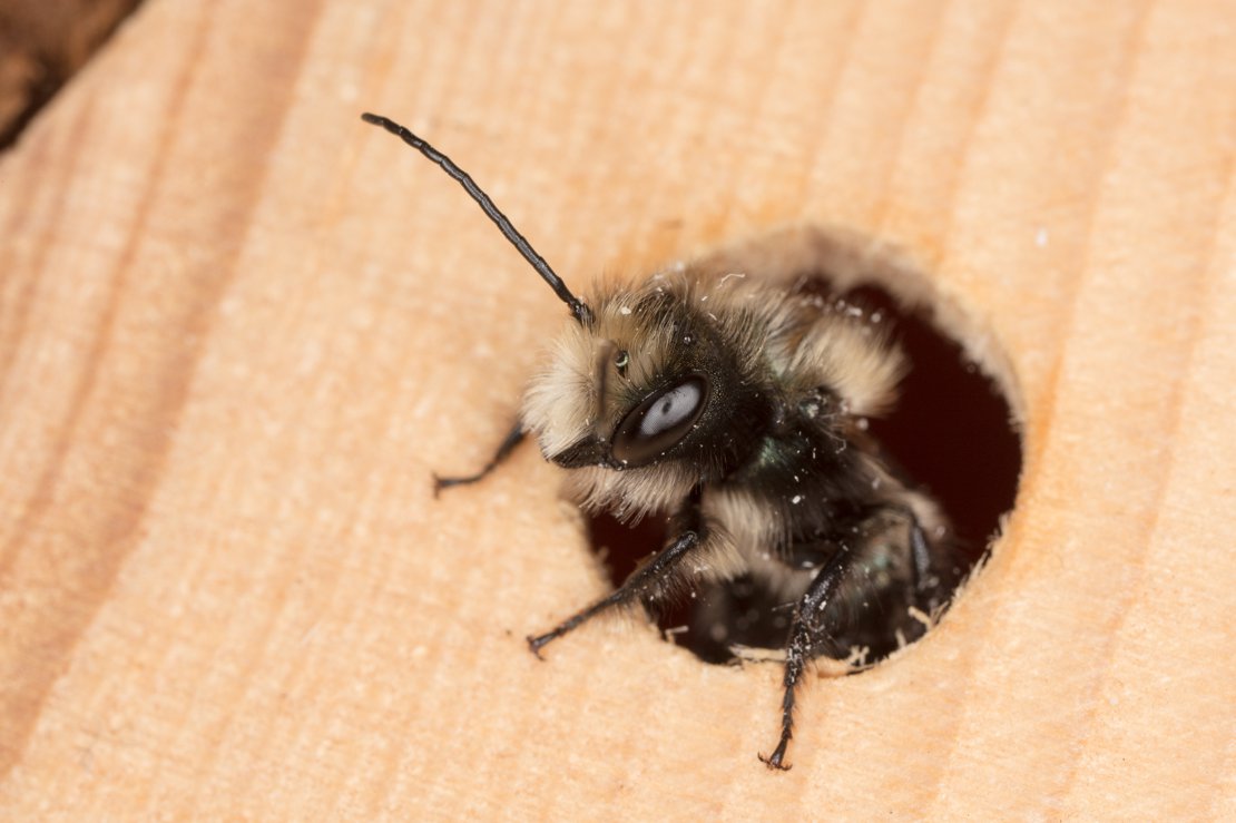 Mason bee about to leave home...