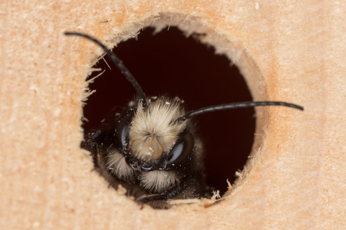 Mason bee changing his mind - too cold outside!