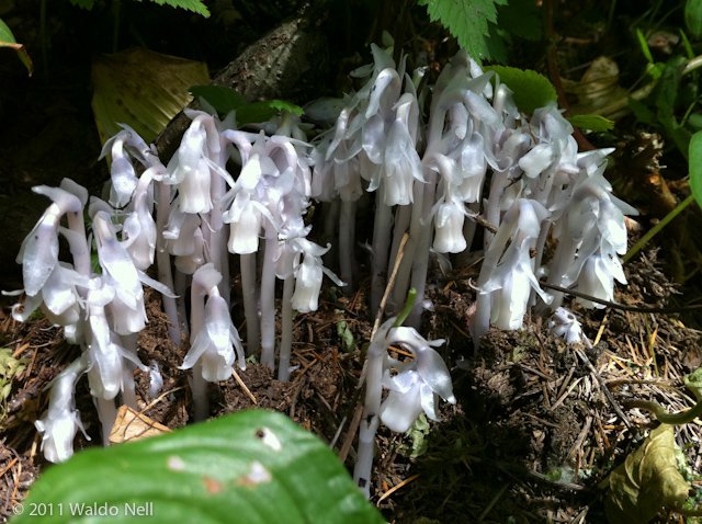 Ghost Plant