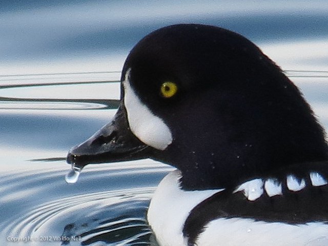 Ducks at 840mm, 1/200 at f/5.8 @ ISO 160 100% crop