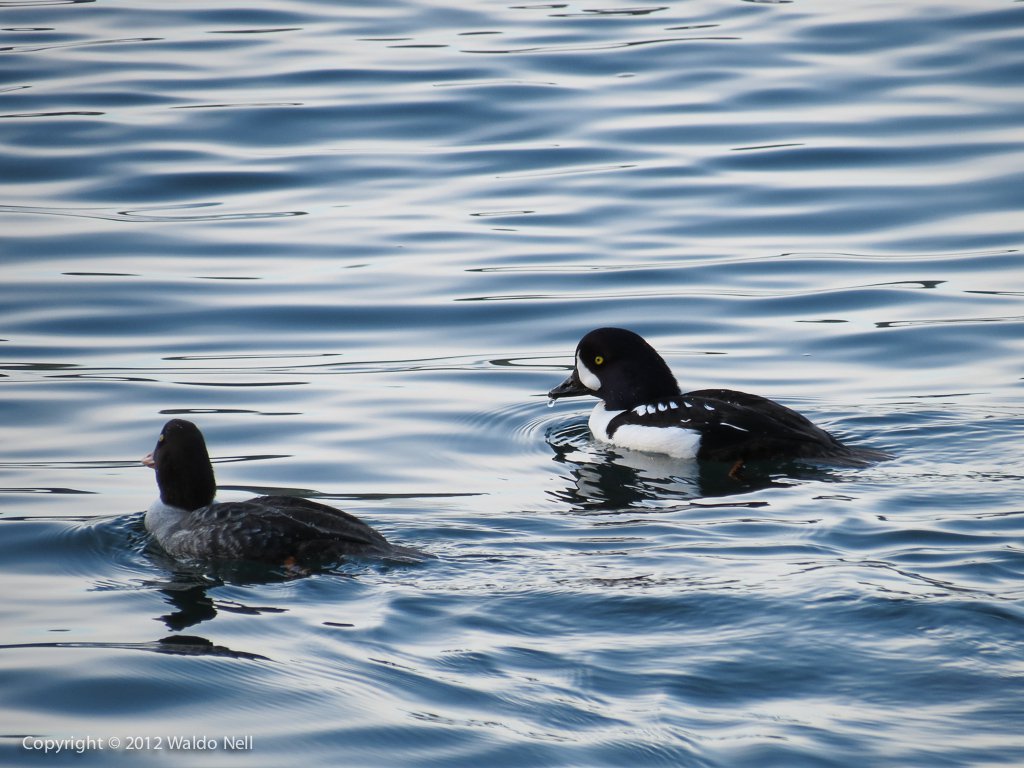 Ducks at 840mm, 1/200 at f/5.8 @ ISO 160