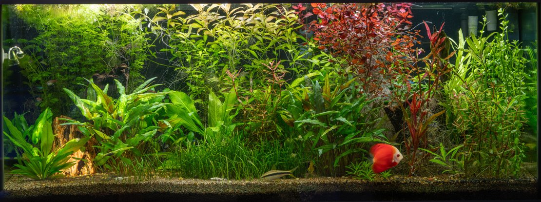 75g Planted Tropical