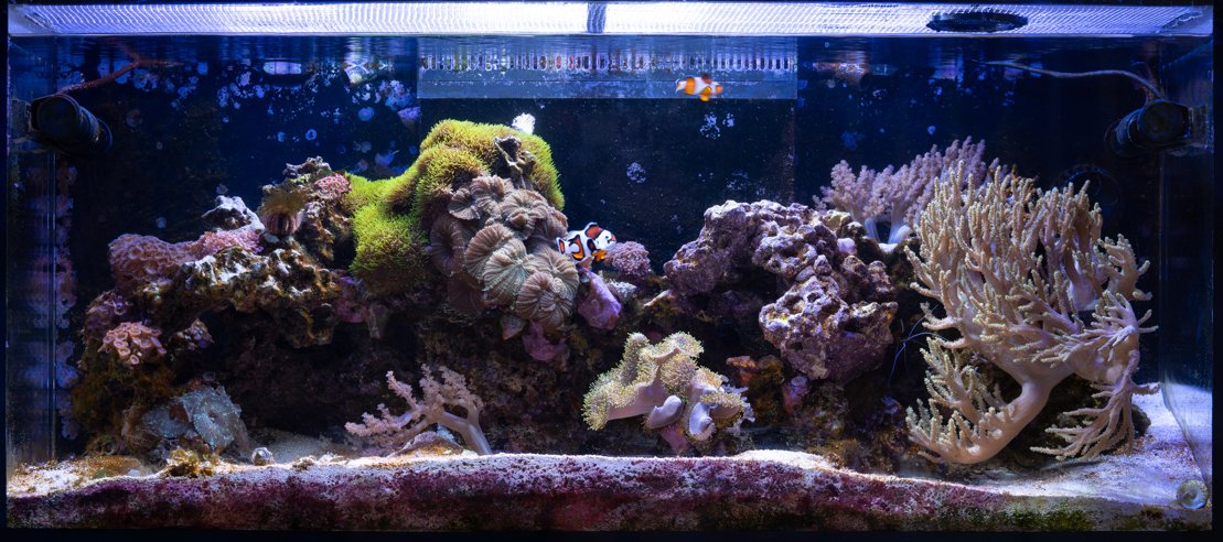 91g Reef