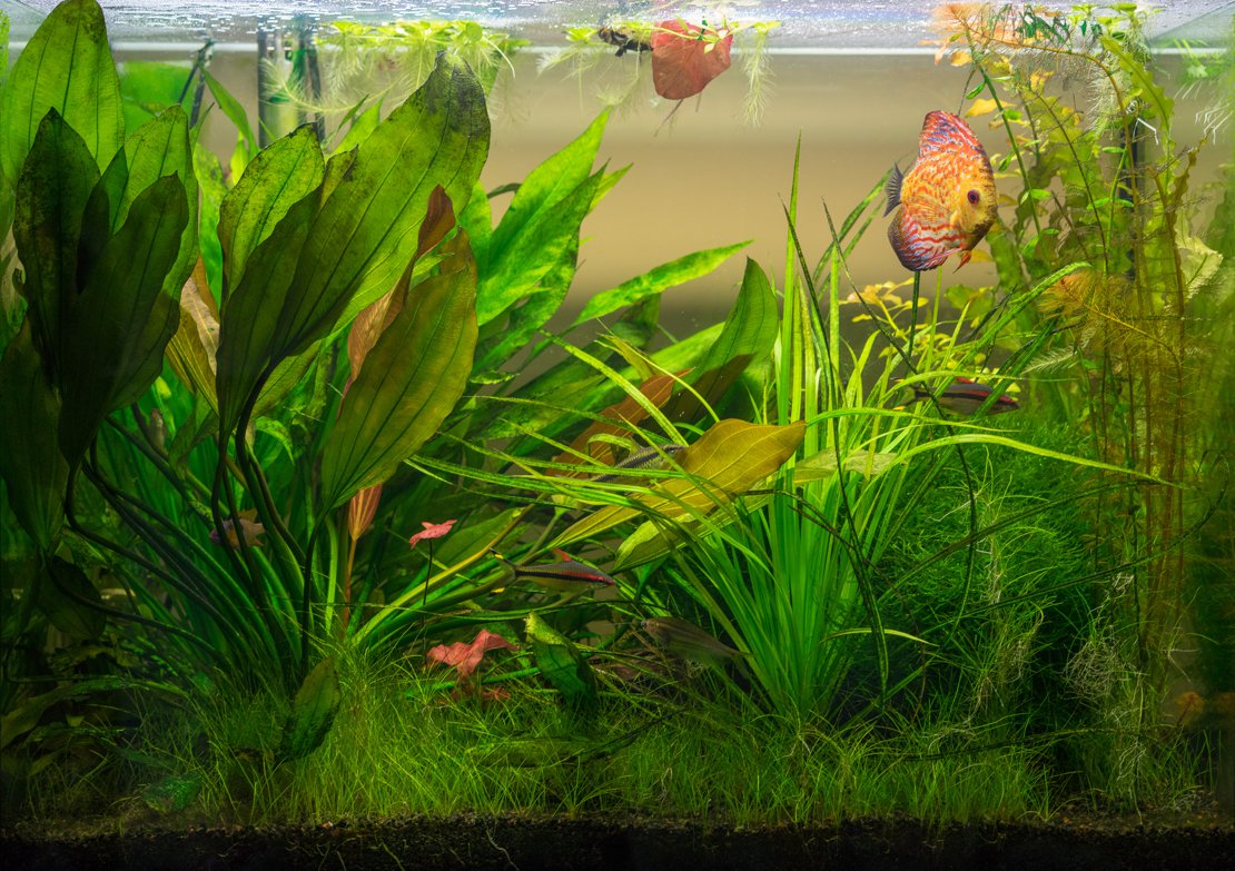 60g Tropical Aquarium