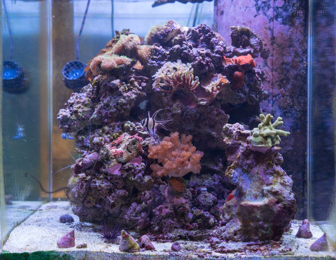 60g Reef Aquarium