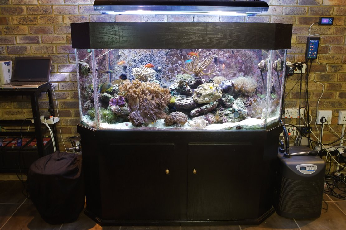 145g Reef Aquarium