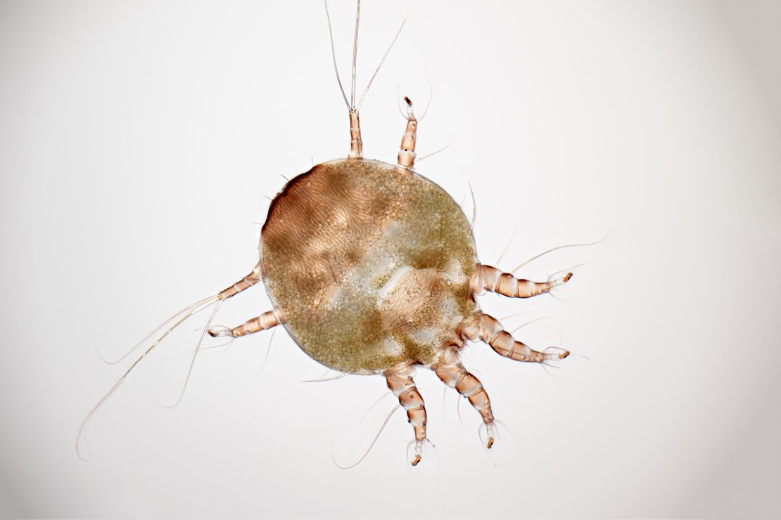 Chaetodactylidae mite, 20x, POL+LP, HF B+C