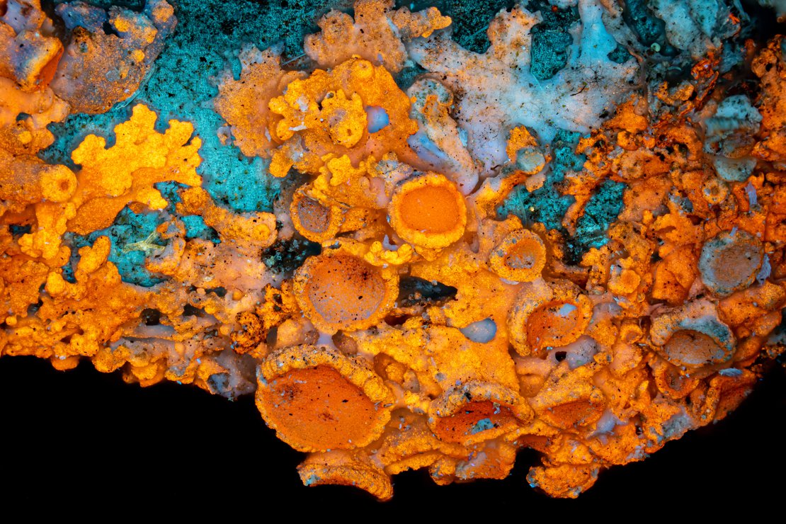 Lichens, 4x/0.16, FLUO-C6, HF B+C