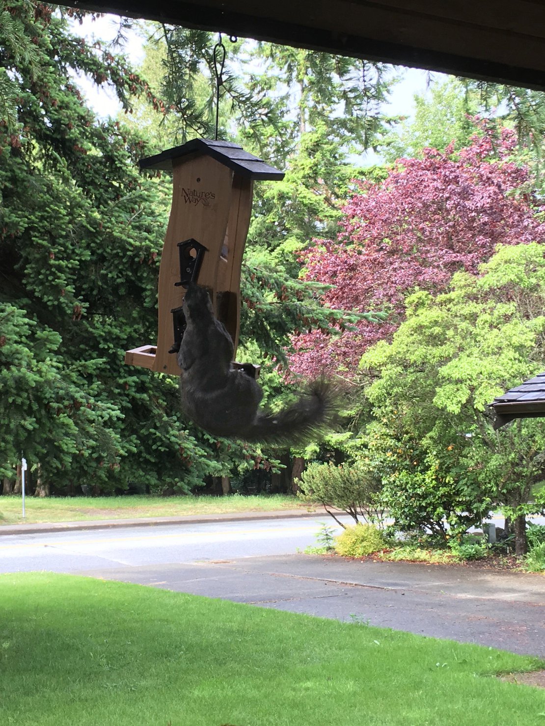 Squirrel feeding on bird seeds