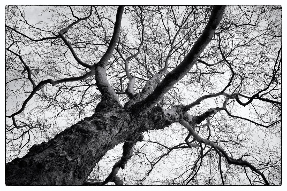 Tree - Leica Q