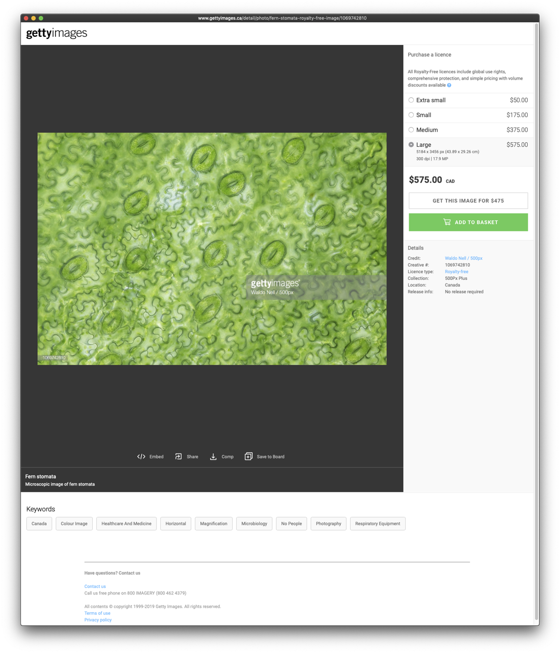 Getty Images - Fern Stomata
