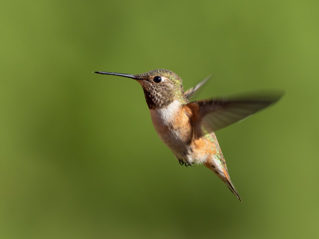 Rufous Hummingbird #1