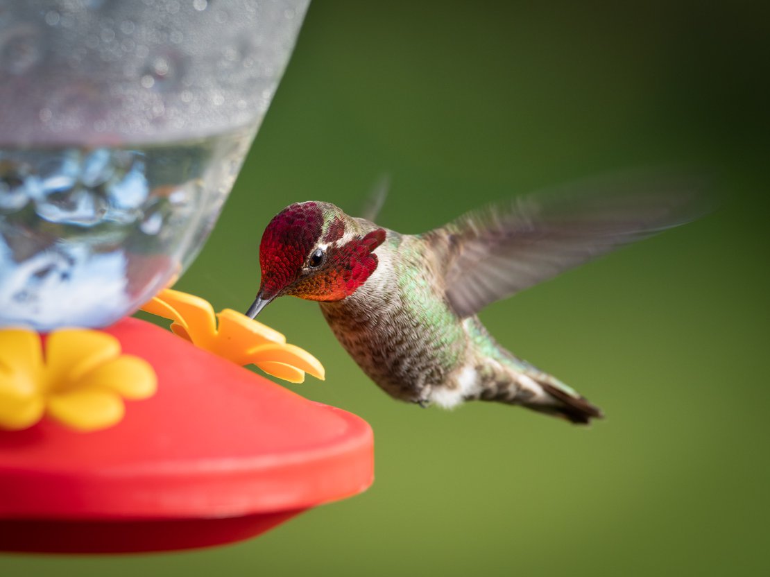 Rufous Hummingbird #2