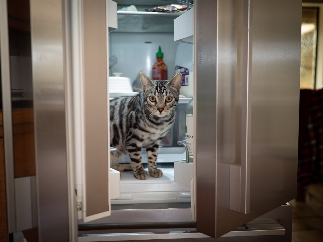 Cat in Refrigerator