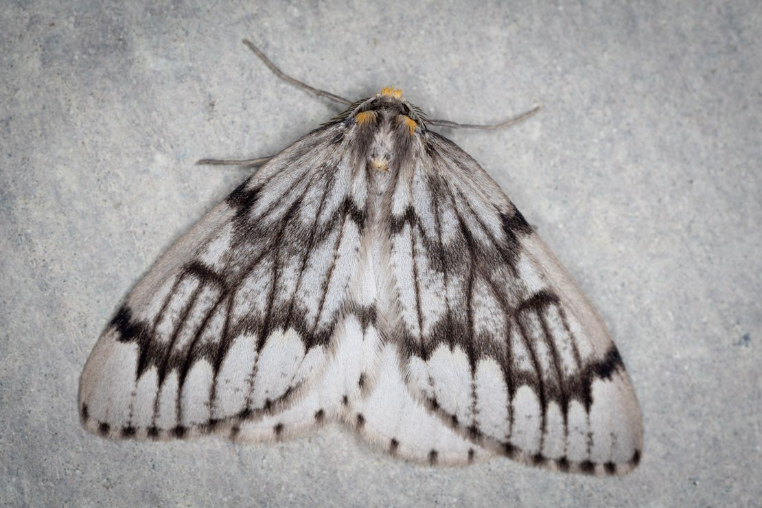 Phantom Hemlock Looper Moth - Nepytia phantasmaria