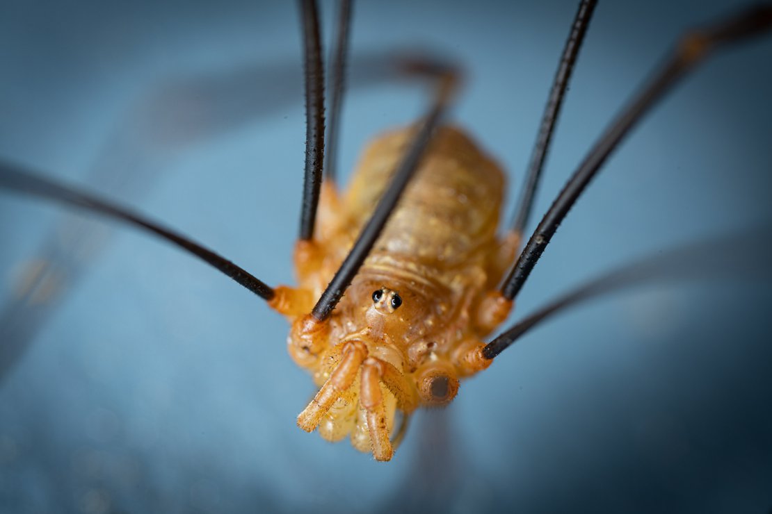 My Front Door Monster - Harvestman (Opiliones)