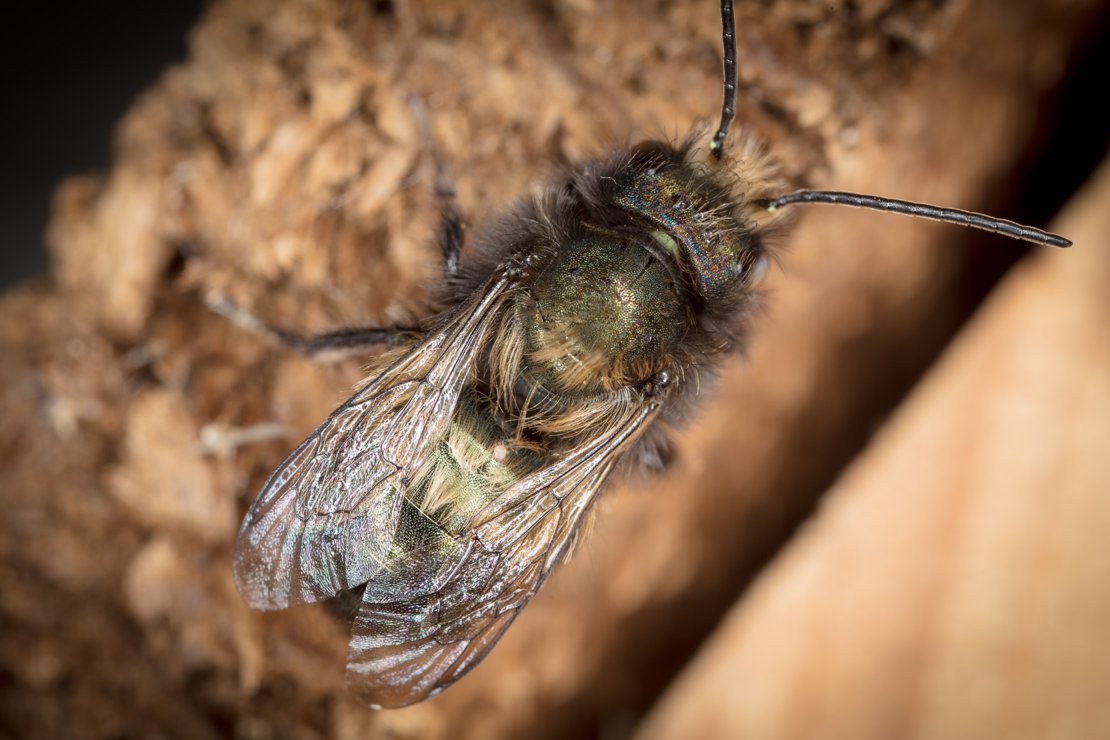 Mason bee waiting on condo to heat up