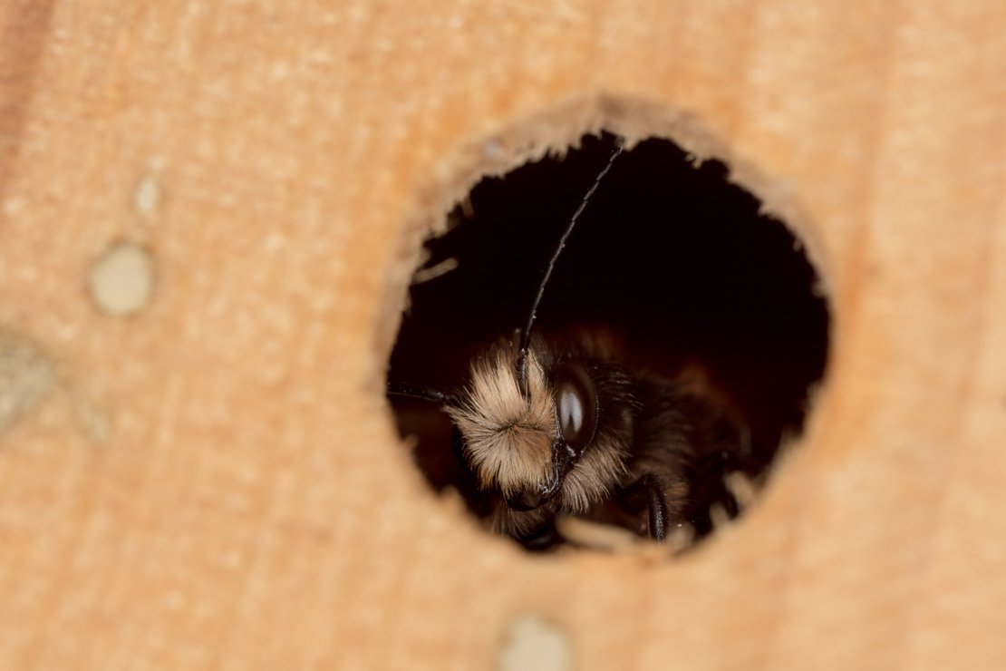 Mason bee waiting inside as it was a cold day