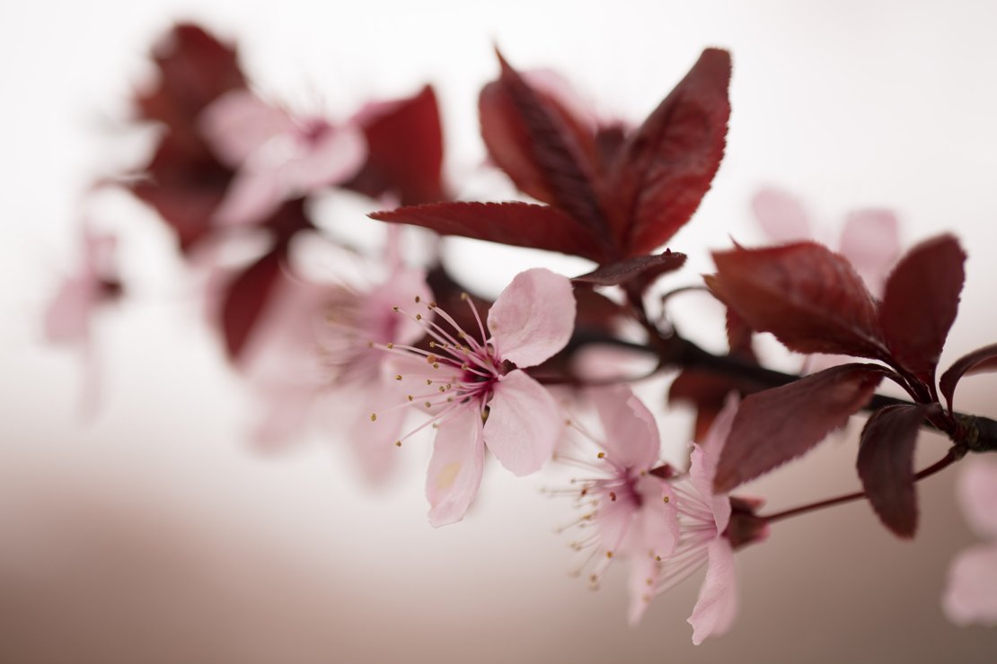 Cherry Blossoms