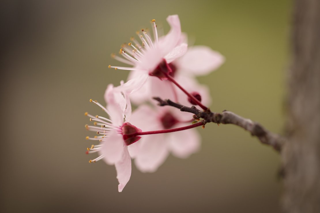 Cherry Blossoms