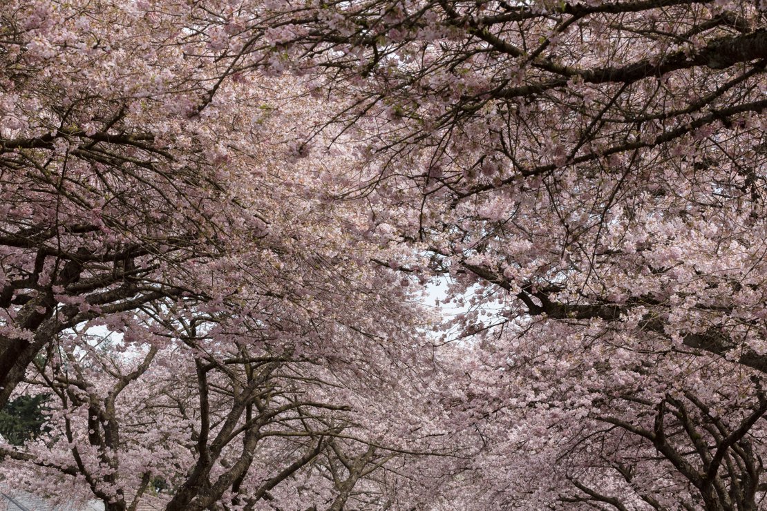 Cherry Blossoms