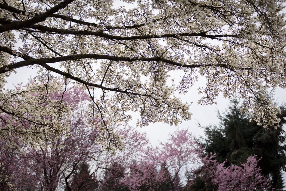 Cherry Blossoms and Magnolia Flowers