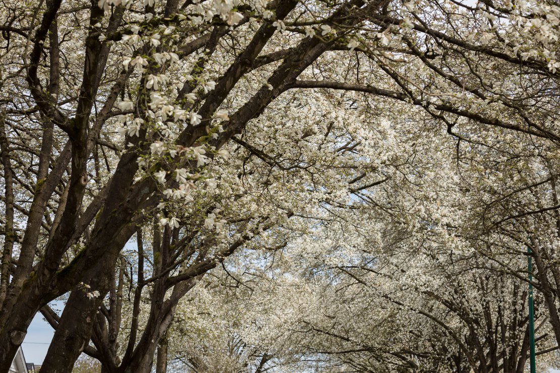 Magnolia Flowers