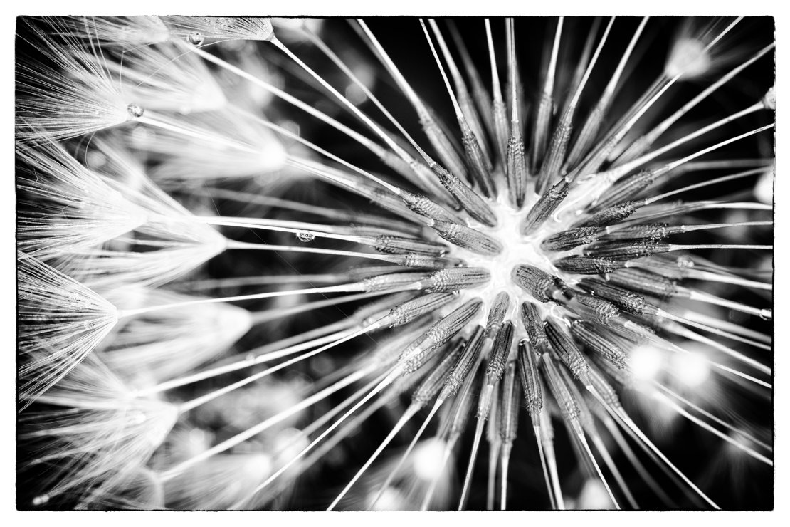 Dandelion Seeds