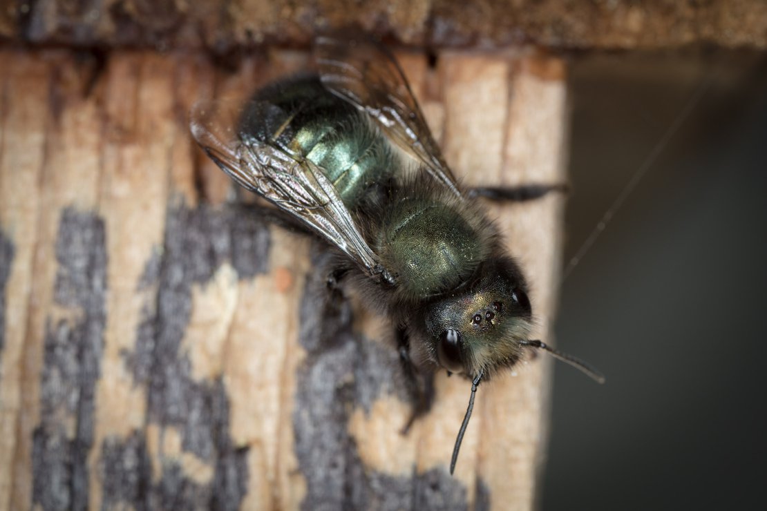 Another Mason bee waiting on condo to warm up