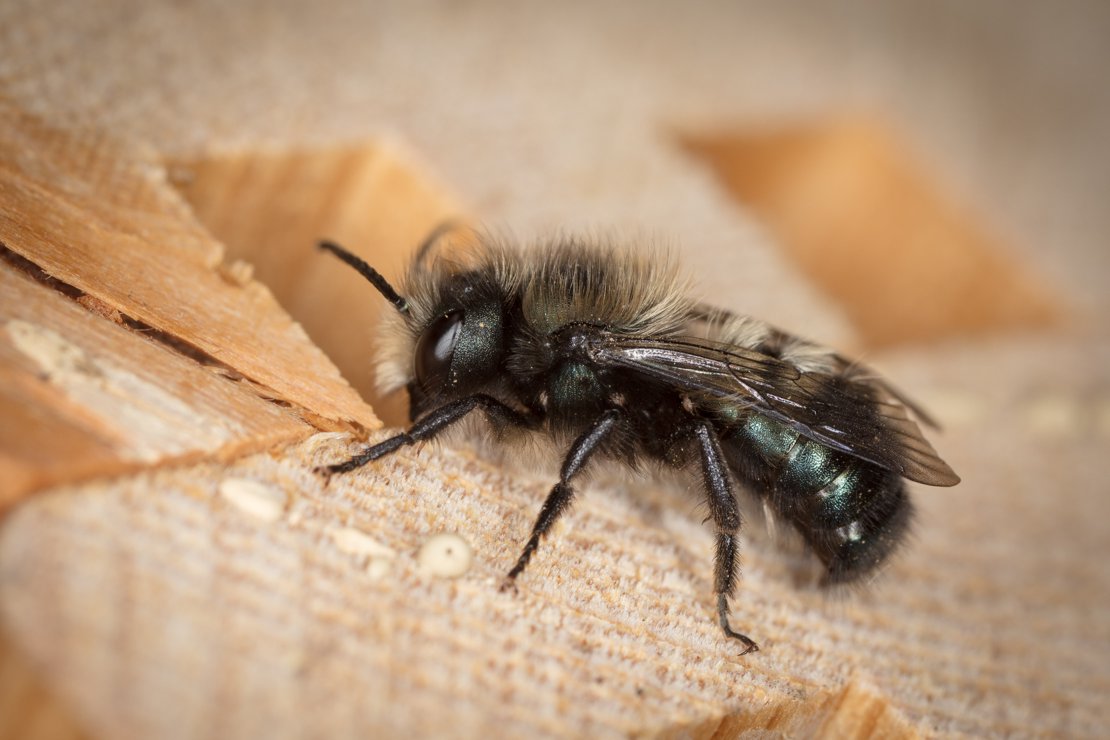 Mason Bee Just Hatched