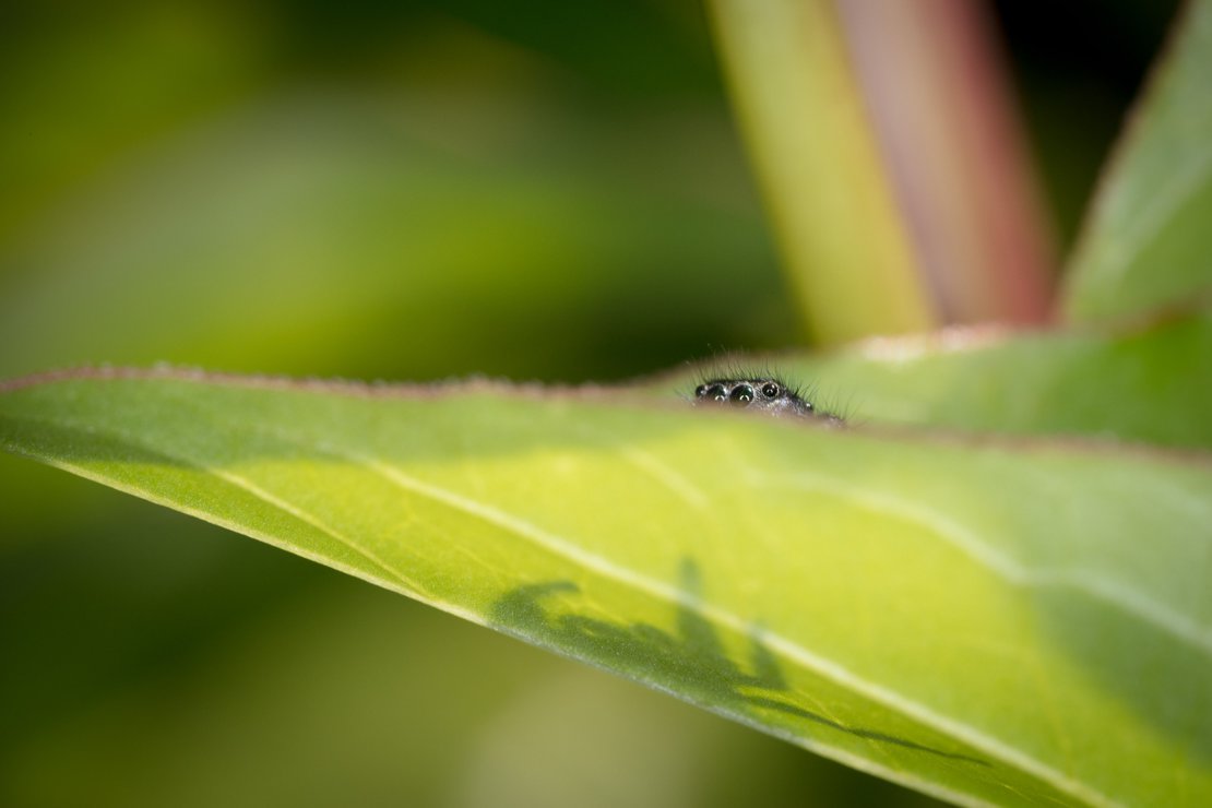 Jumping spider in my garden