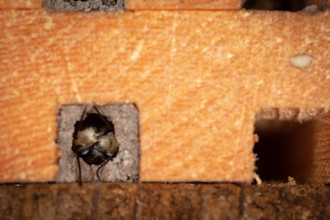 Mason Bee Love