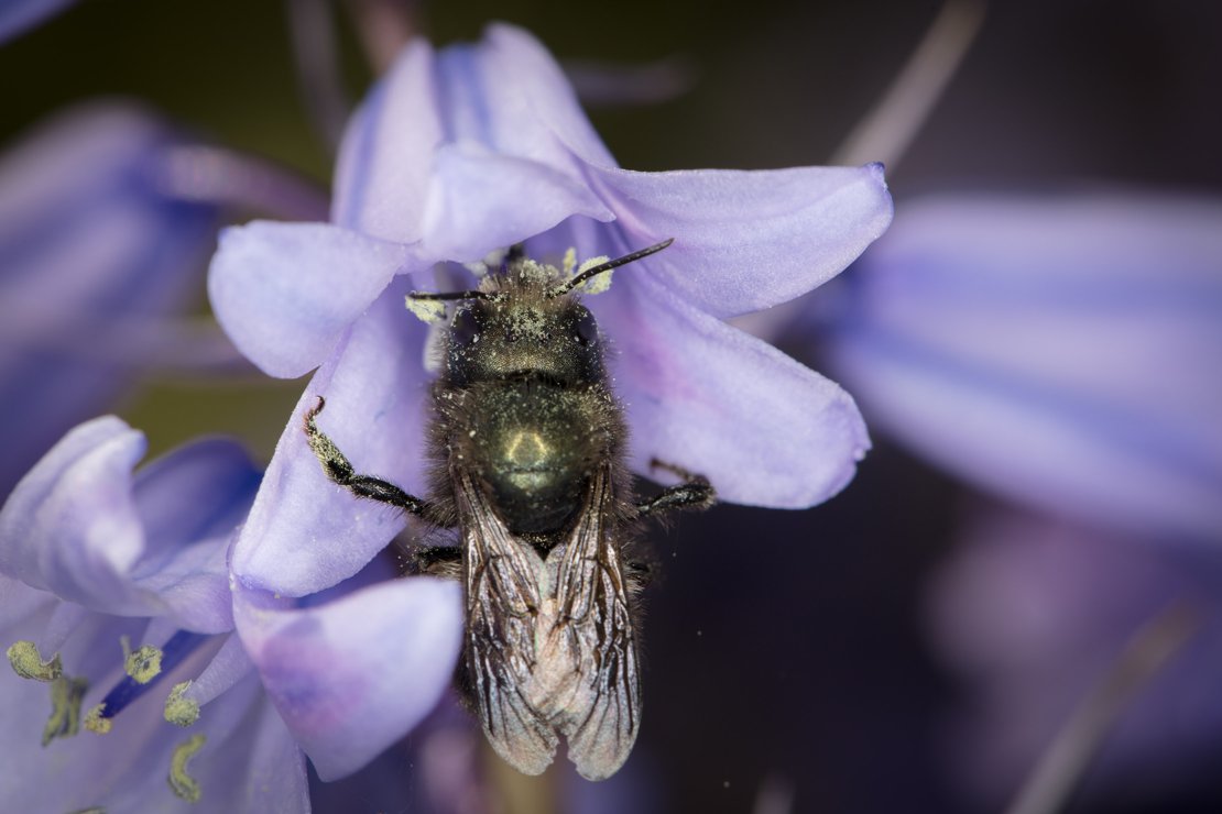Mason bee covered in pollen feeding on bluebells