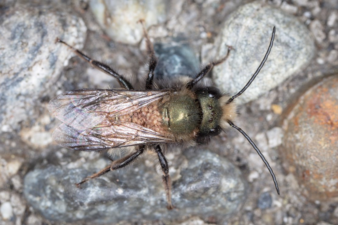 Mason Bee Infested with Mites