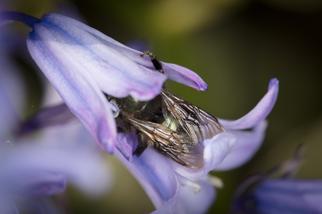 Mason bees drill deep