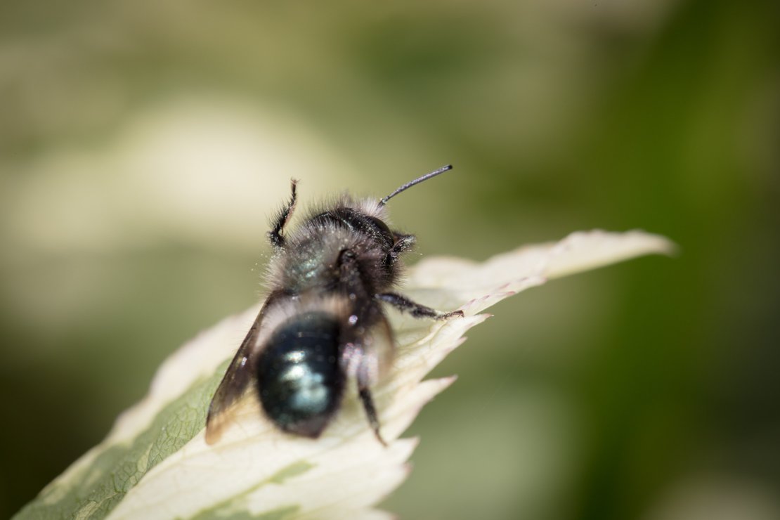 Mason bee collecting pollen from her body to carry under her abdomen back to the nest