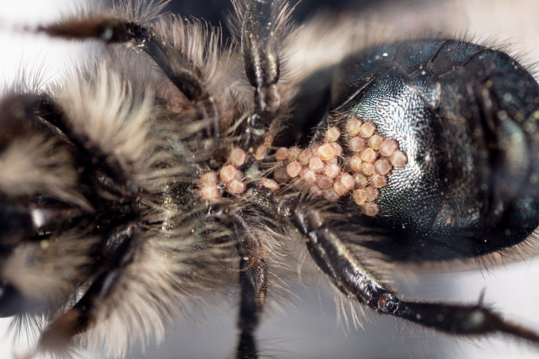 Mites on Bee's Abdomen