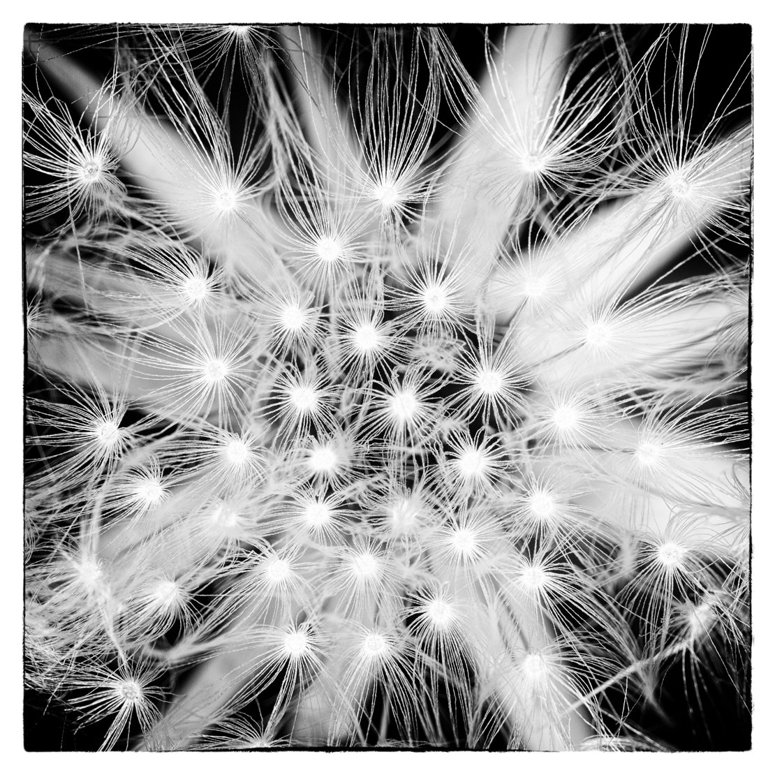 Dandelion Seeds