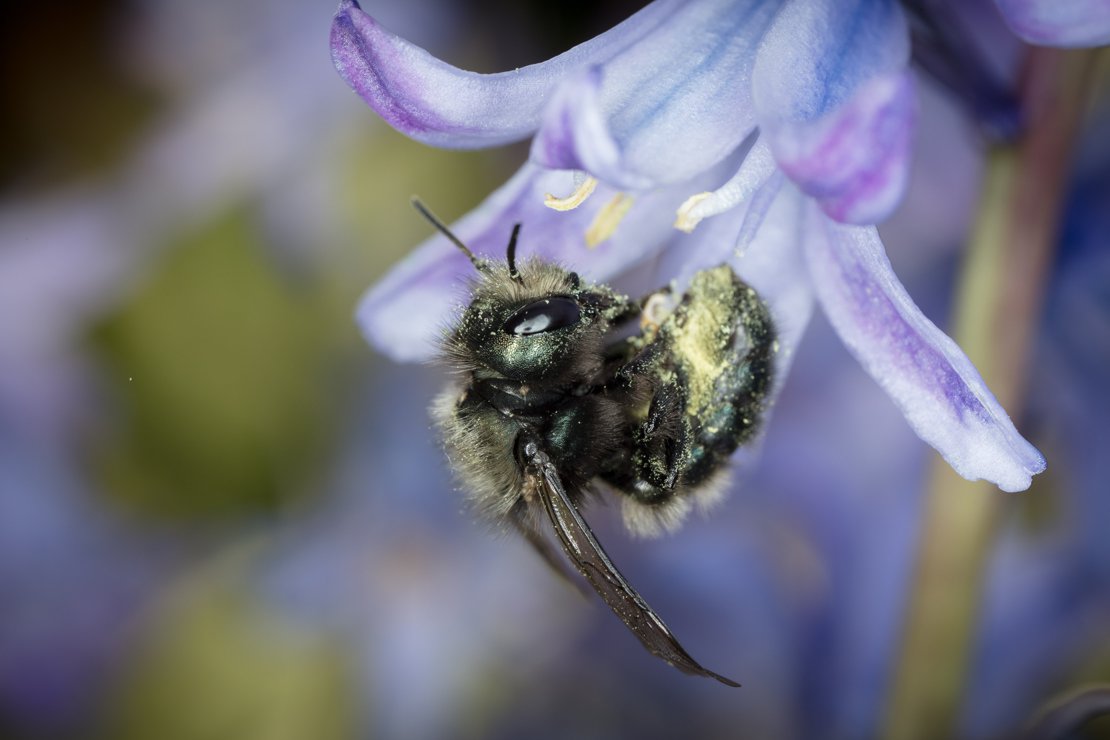 Mason bee's abdomen covered in pollen - they are messy!