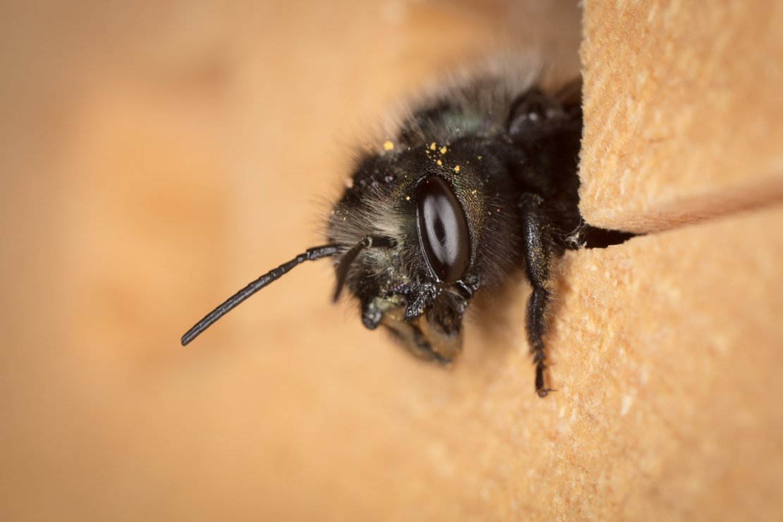 Mason bee nearing end of her life, so tired :(