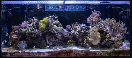 91g Reef