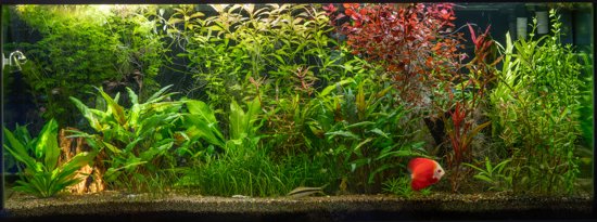 75g Planted Tropical