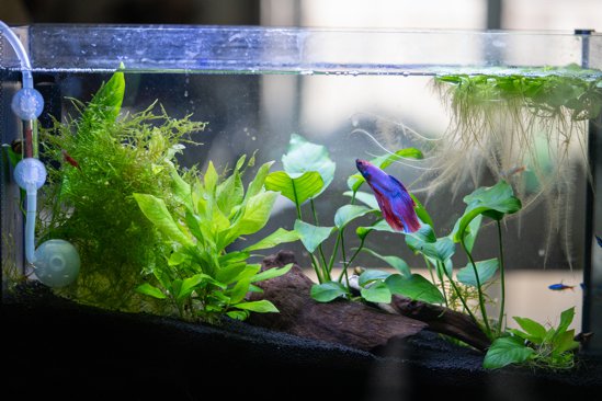 5g Tropical Aquarium