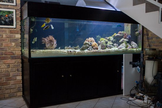 480g Predator Aquarium
