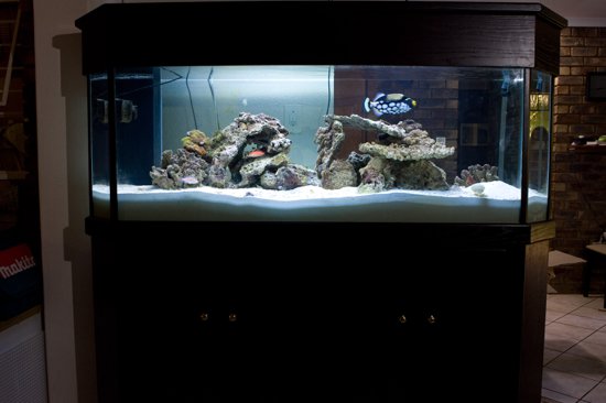 180g Mixed Reef Aquarium